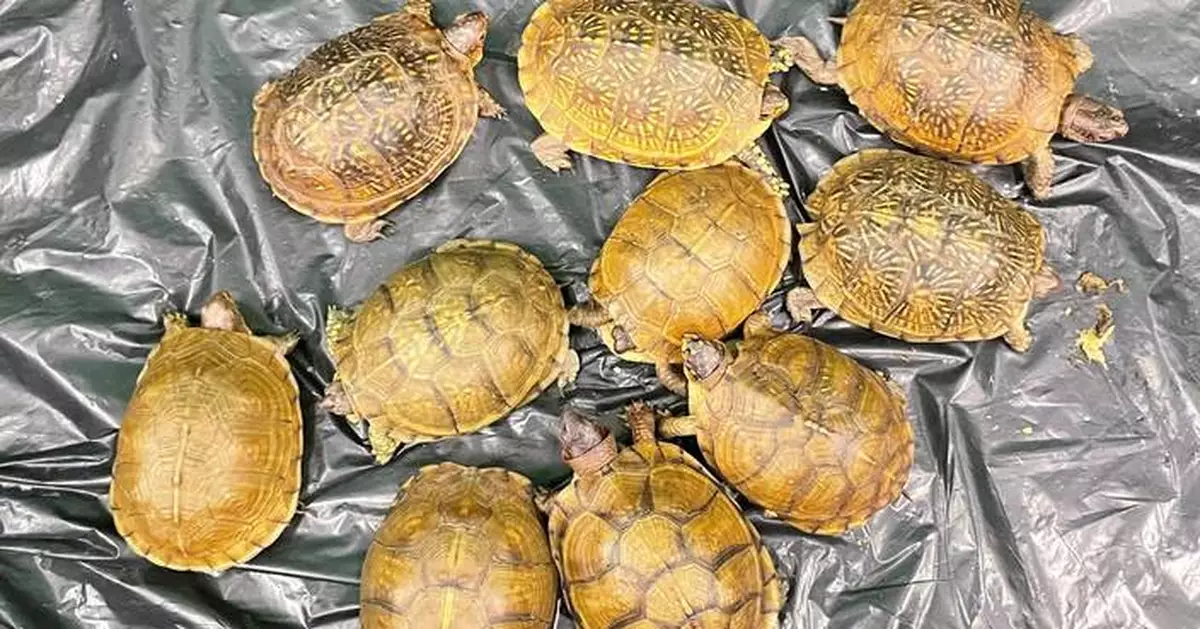 Hong Kong Customs Seizes Ten Endangered Turtles Worth $20,000 at Airport