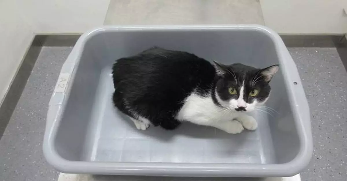 Hong Kong Customs Seizes Suspected Illegally Imported Cat