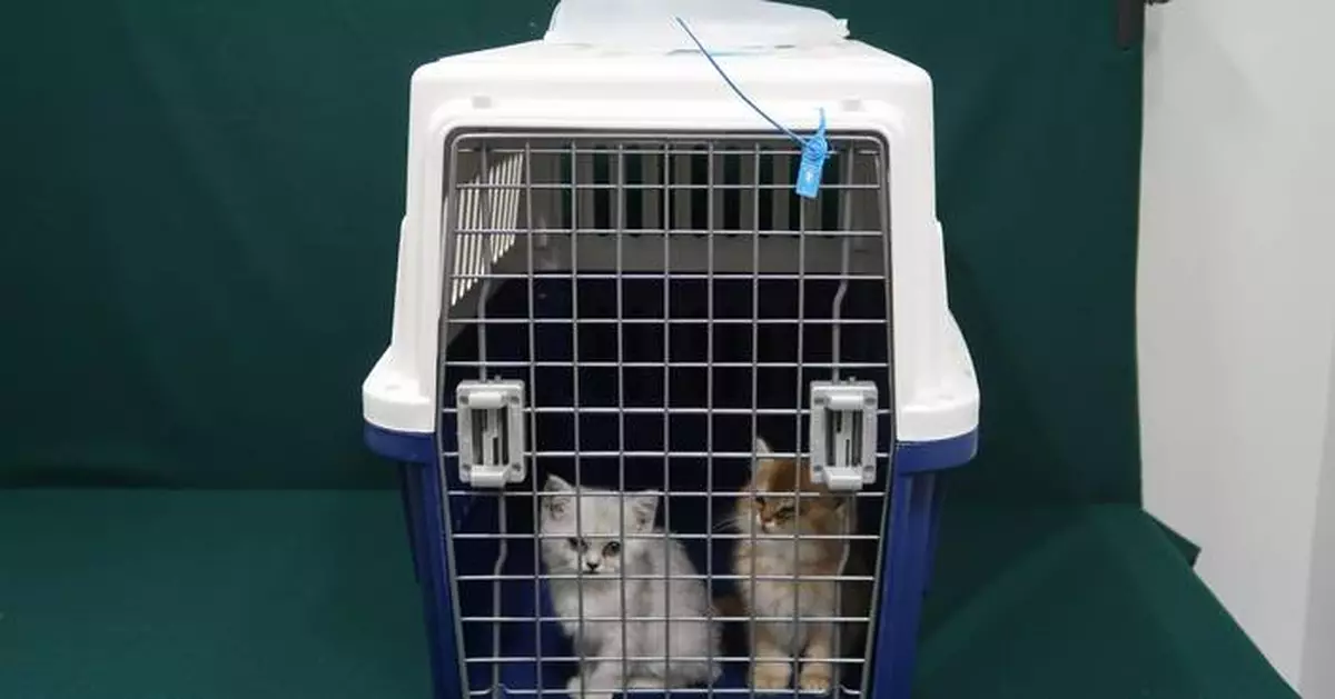 Hong Kong Customs Seize Two Suspected Illegally Imported Live Cats at Heung Yuen Wai Control Point