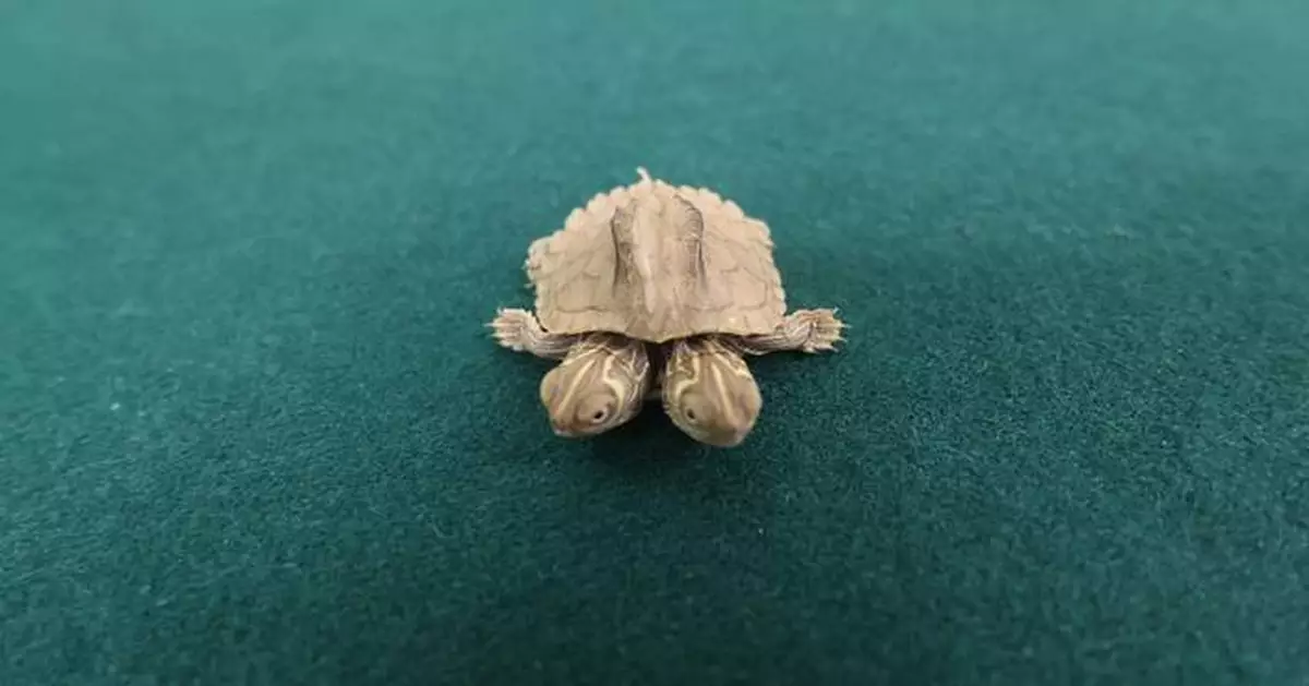Hong Kong Customs Seizes Illegally Imported Live Turtle Worth About $10,000 at Lok Ma Chau Spur Line Control Point