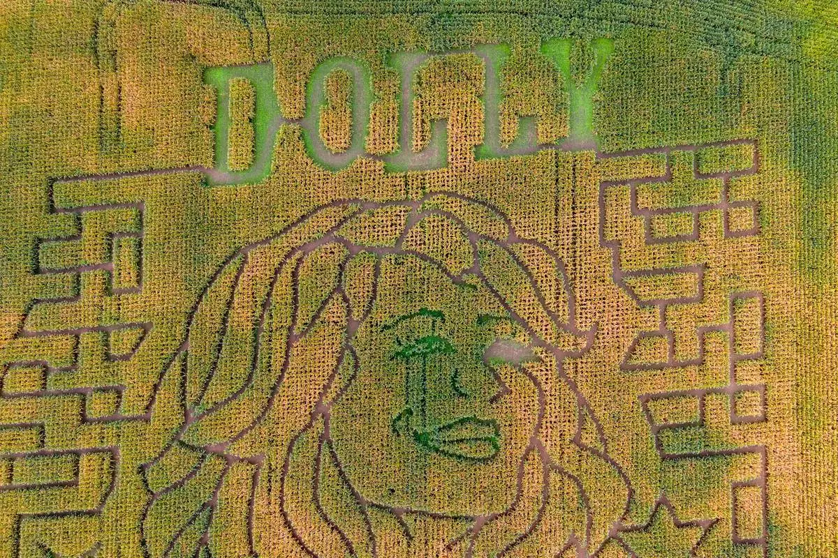 A portrait of Dolly Parton fills a 5-acre corn maze at Twins BBQ Co. in Brookfield, Conn., on Sunday, Sept. 13, 2026. (AP Photo/Ted Shaffrey)