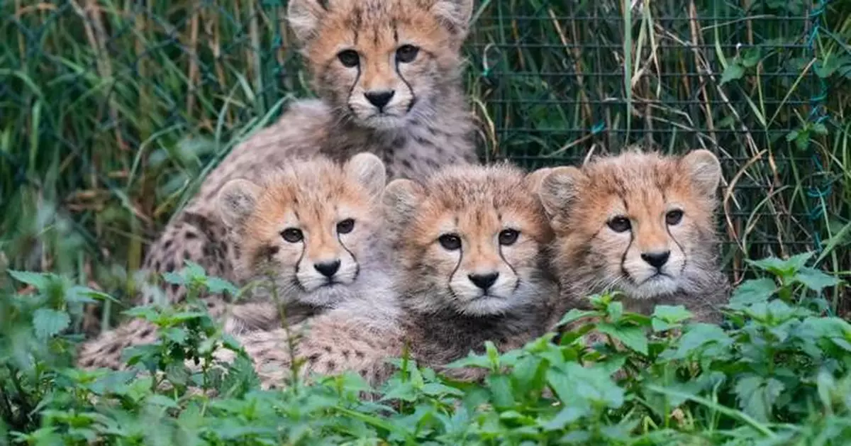 Cheetah cubs at Prague Zoo are doing well after a period of strong storms and their mother’s illness