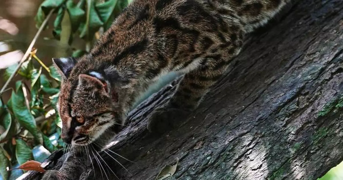 Tiny wild cat newly identified as a species draws curious visitors in Bolivia