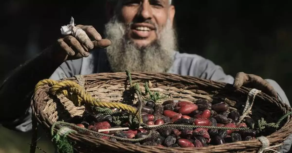 Photos capture the date harvest in an Egyptian village near Cairo