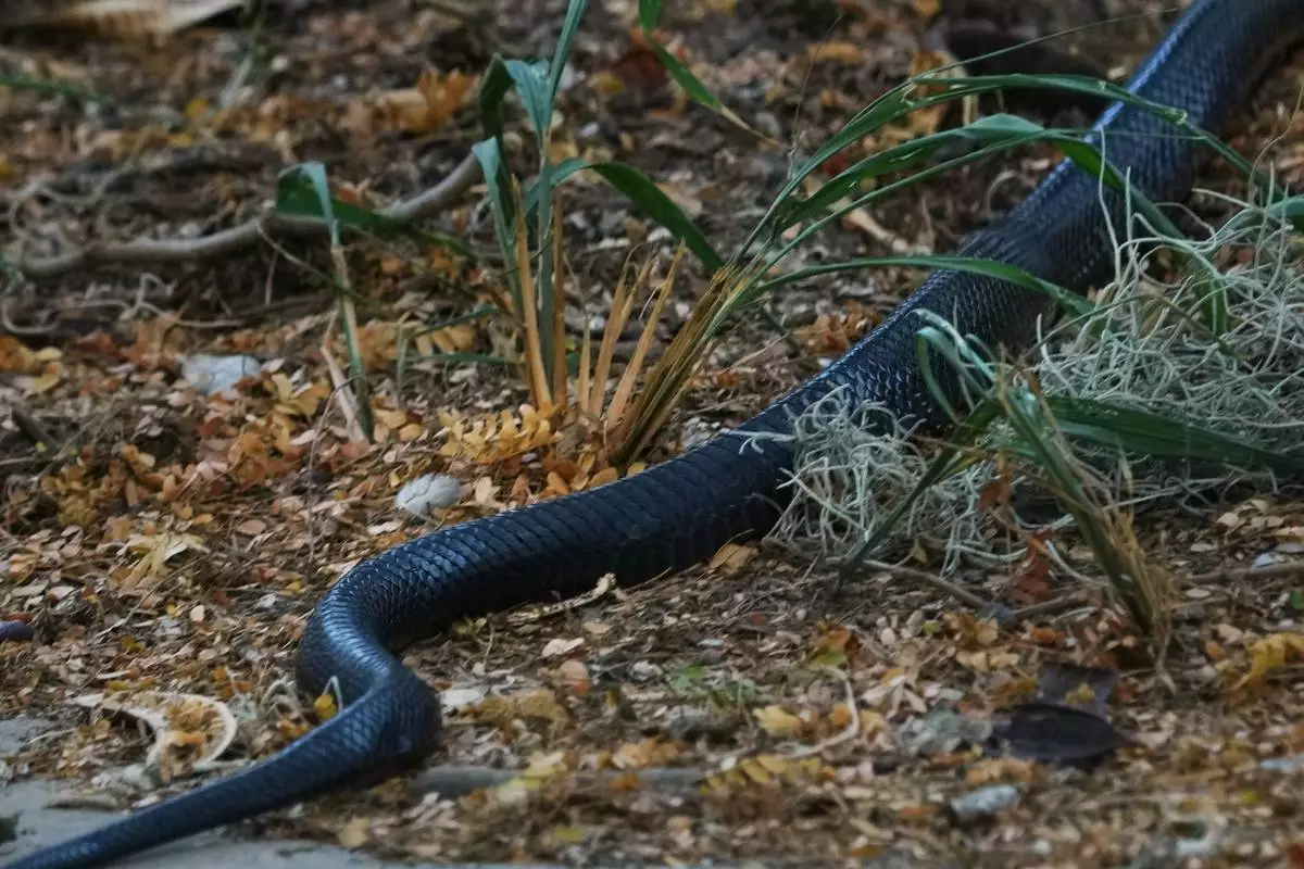 A snake moves through the Santa Ana Wildlife Refuge in Alamo, Texas, Tuesday, Aug. 25, 2026. (AP Photo/Eric Gay)