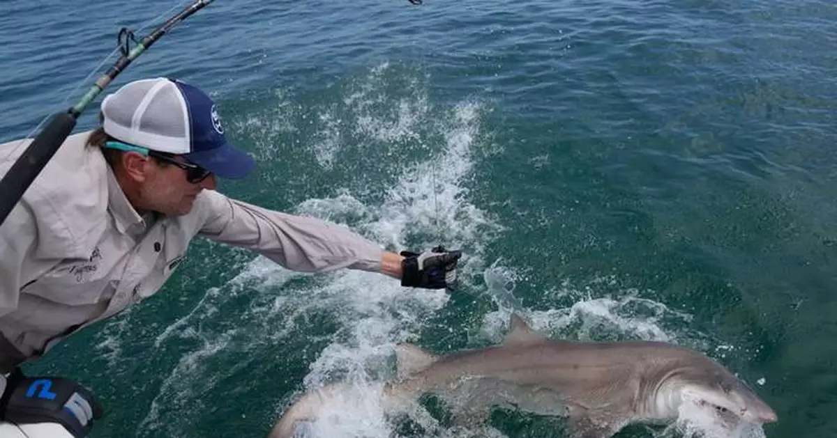 Researchers catch sharks off NY's Hamptons, attach trackers to toothy predators
