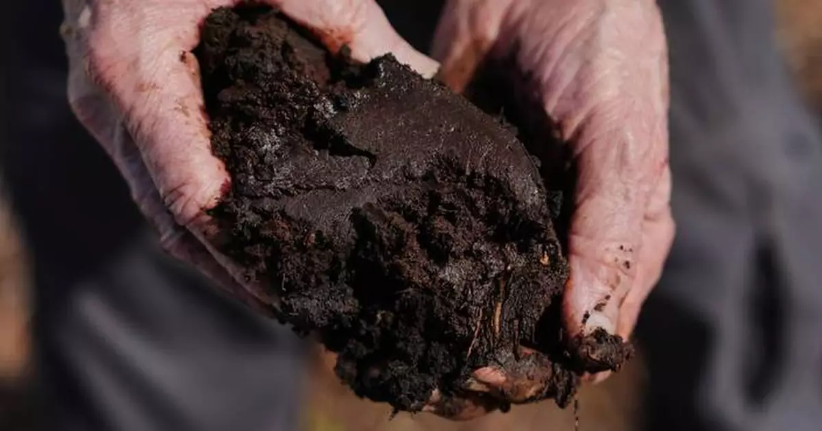 Takeaways from AP story on a major effort to restore peatland in North Carolina