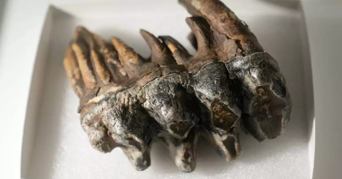 Well-preserved tooth from Pacific mastodon found in a creek in San Francisco Bay Area