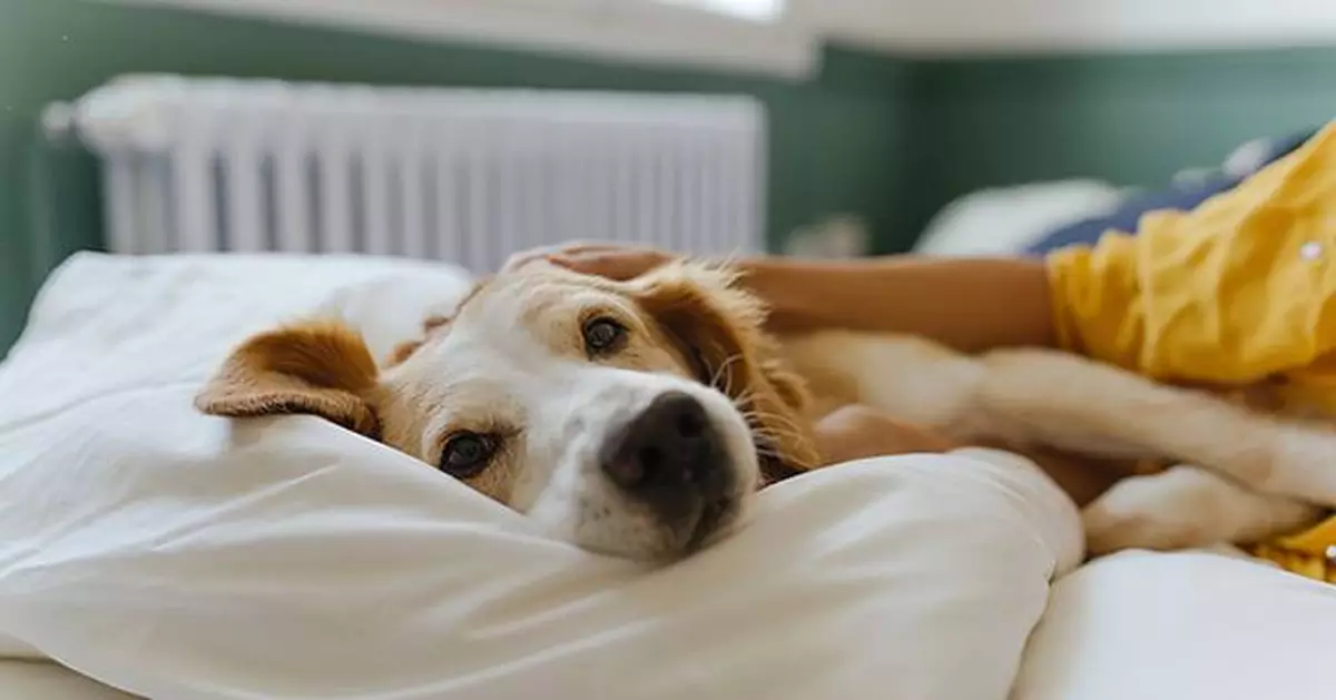 Clearing the Path: Mars Launches Pet Adoption Resource Hub, as New Research Reveals What Holds Adopters Back