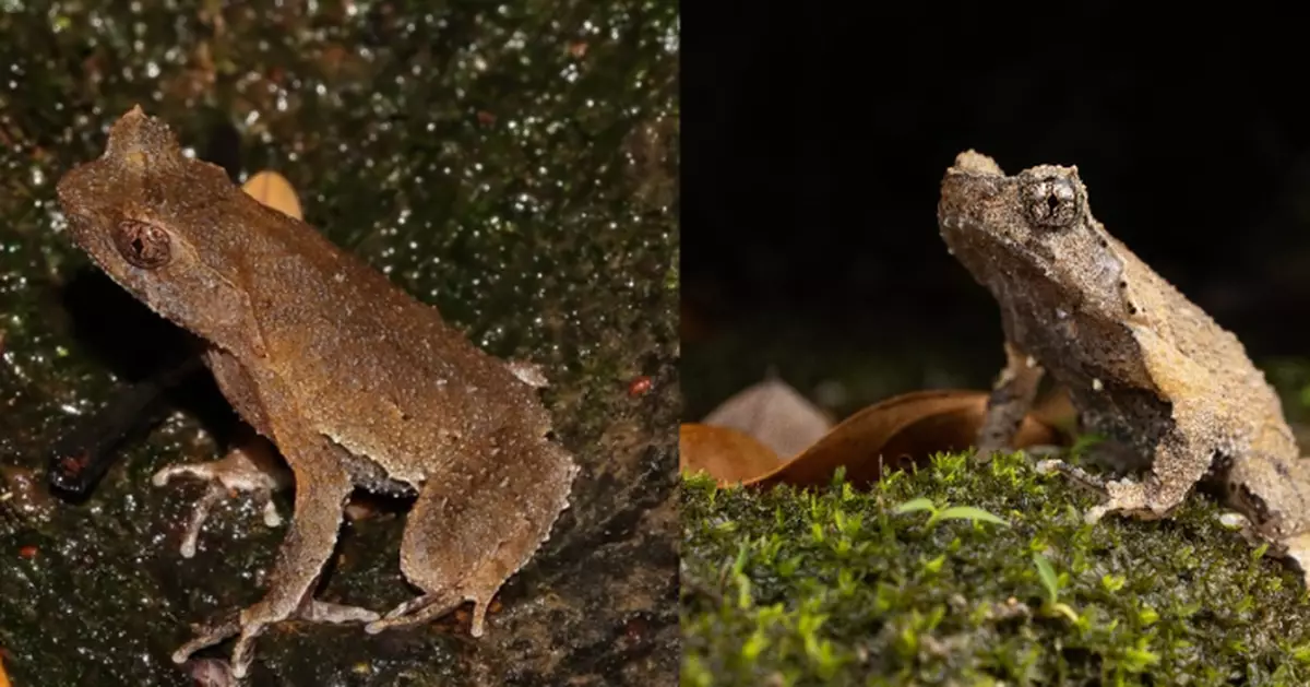 Lingnan University-Led Study Finds Lantau Horned Toad Genetically Distinct, Urges Separate Conservation Unit