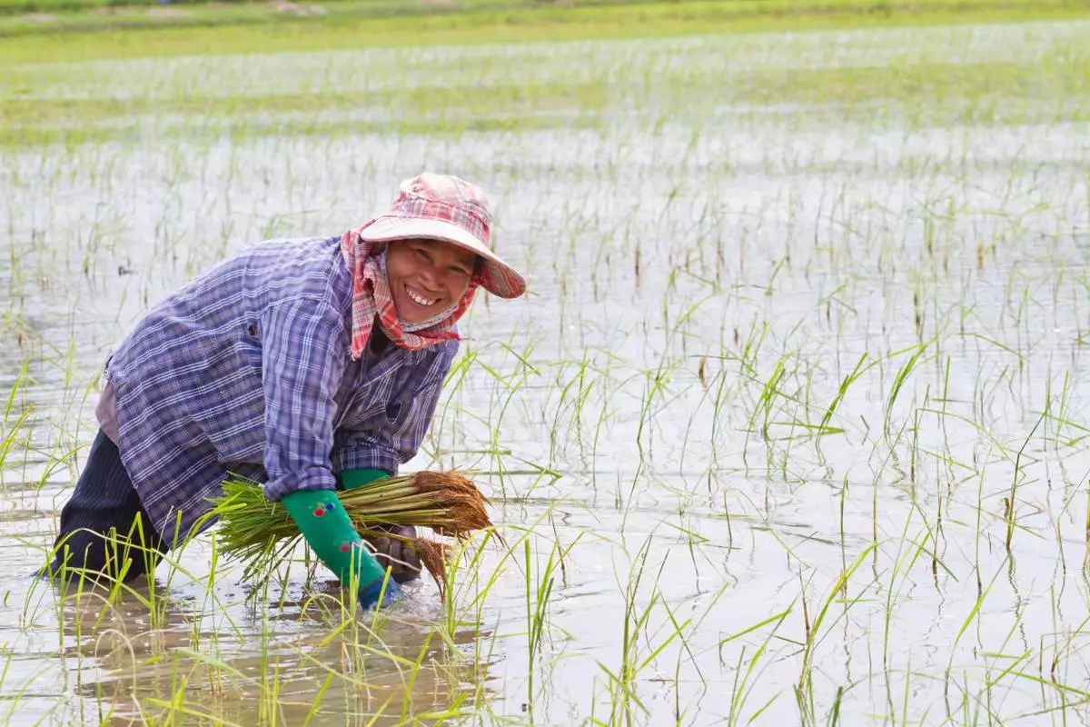 Syngenta and Kyoyu Agri partner on innovative rice herbicide