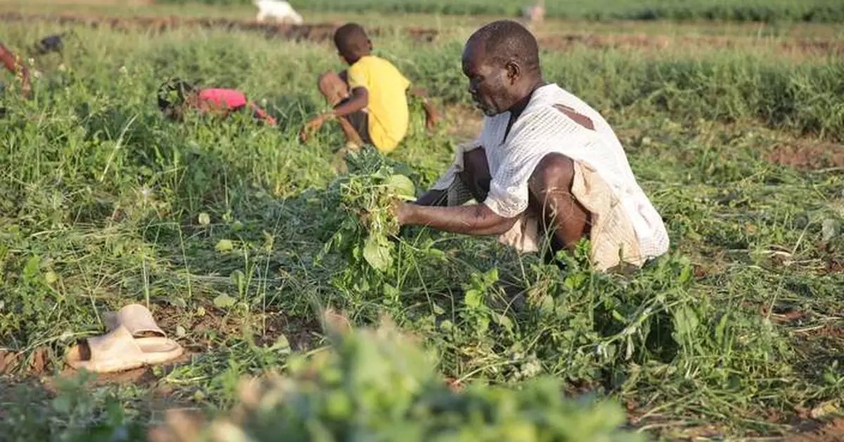 Sudan's famine risk worsened by conflict, drought and funding shortages, report says
