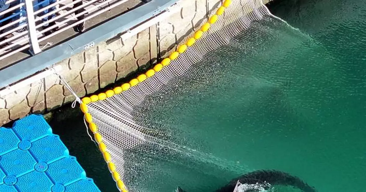South Korean officials free a shark trapped for a month in Busan canal