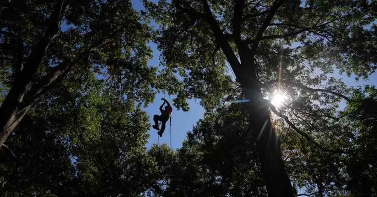 Climbers scale St. Louis trees during international tree climbing competition