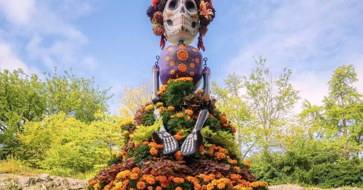 Marigolds anchor Día de los Muertos altars, believed to guide spirits home