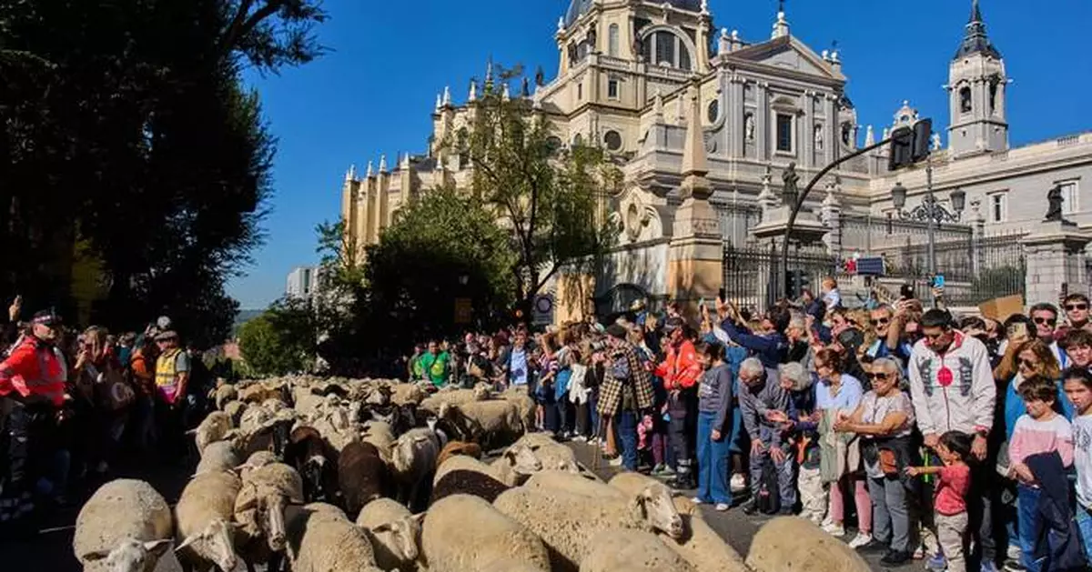 Madrid festival reroutes thousands of sheep to avoid housing protest camp
