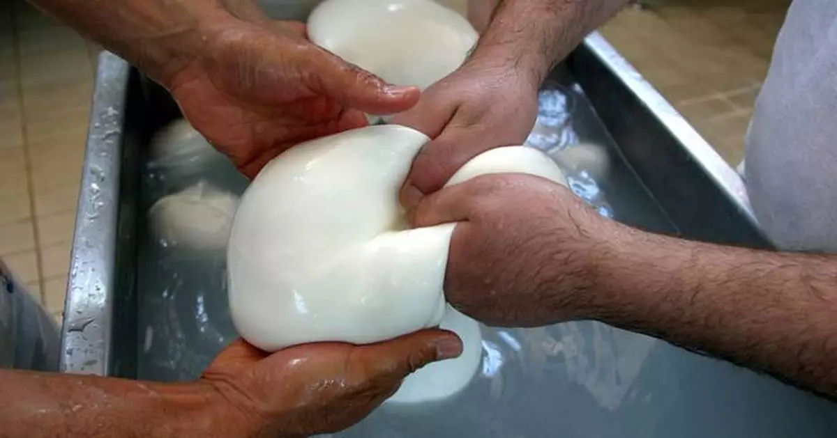 Millions in cheese revenue lost as protest torpedoes Italy's buffalo mozzarella output