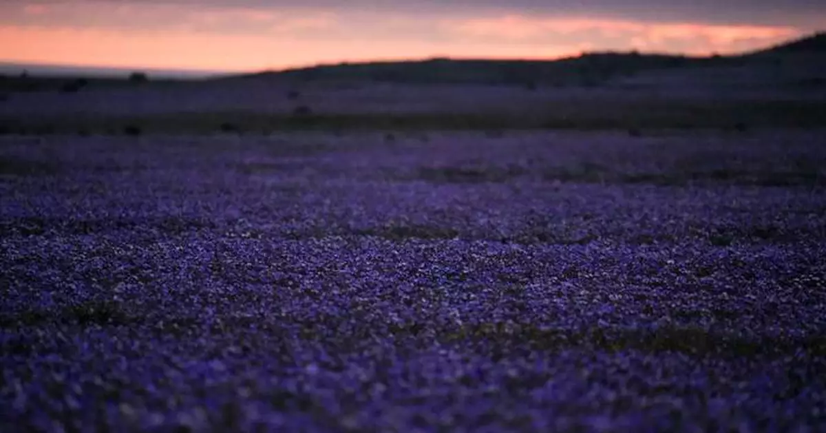 Earth’s driest desert is covered in wildflowers right now