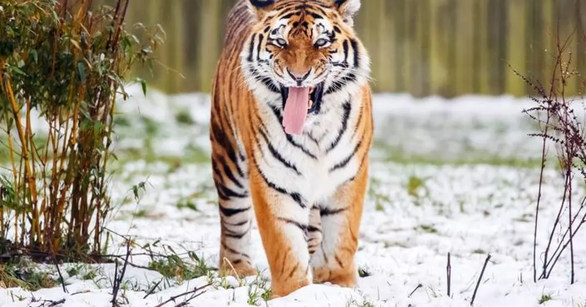 A tiger kills a man who entered the big cat enclosure at an English wildlife park