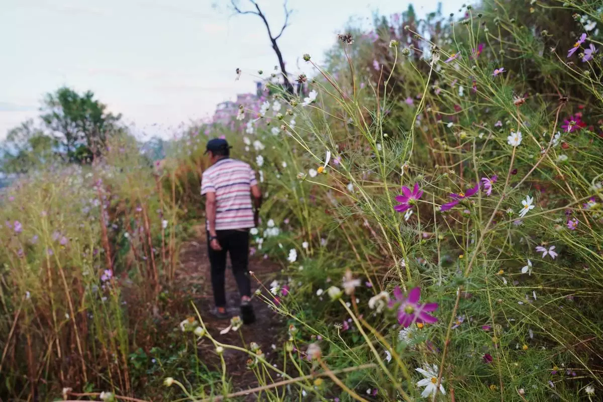 Mosenyii Yakhro, 90, walks in the garden he started in memory of his wife in Kigwema village, in the northeastern Indian state of Nagaland, Tuesday, Oct. 27, 2026. (AP Photo/Yirmiyan Arthur)