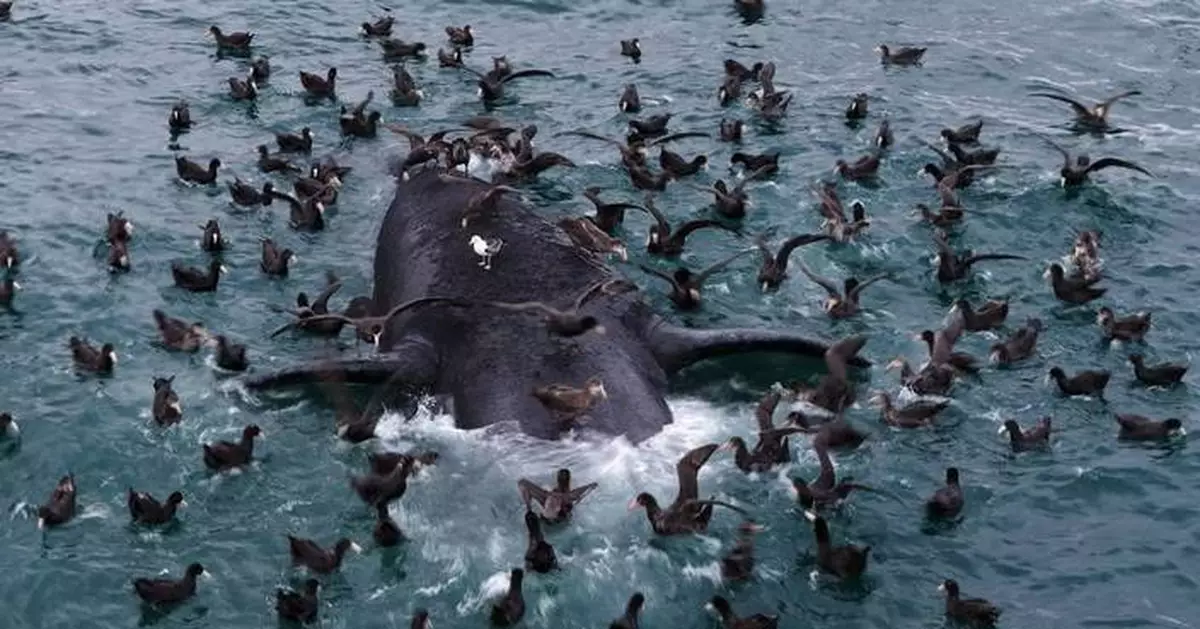 Scientists search for answers as baby whales wash up dead in Argentina