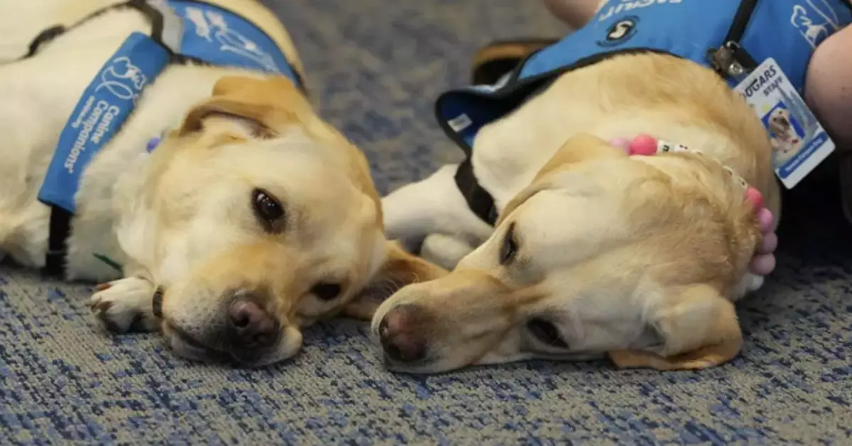 Therapy dogs bring calm and joy to students following shooting at Colorado high school
