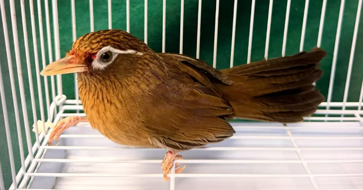 Hong Kong Customs Seizes an Illegally Imported Suspected Endangered Bird Worth About $4,000 at Lo Wu Control Point