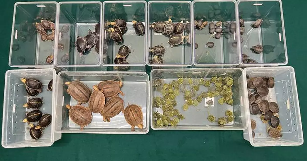 Hong Kong Customs Seizes 164 Live Turtles, Some Endangered, Worth $320,000 at Control Point.