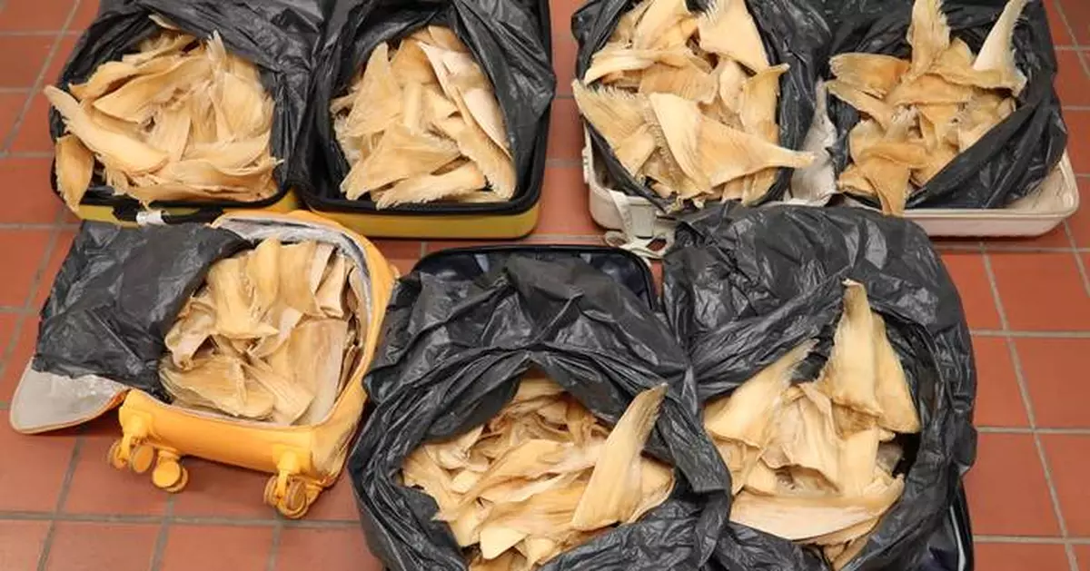 Woman Sentenced to 10-Month Imprisonment for Smuggling Endangered Dried Shark Fins into Hong Kong