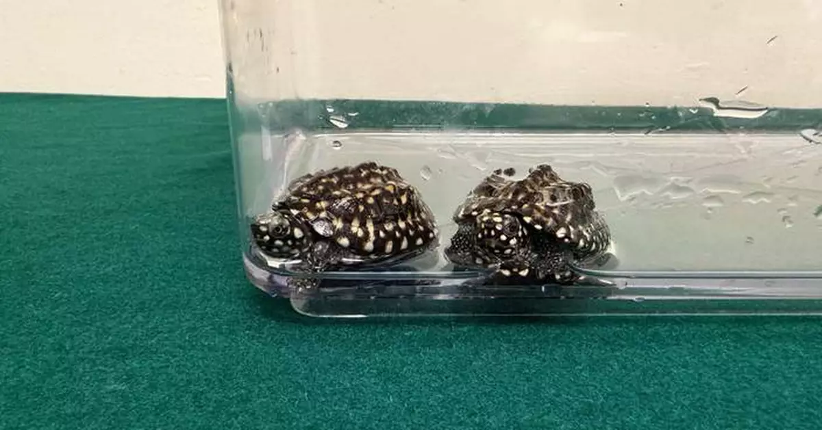 Hong Kong Customs Seizes Two Endangered Turtles Worth $3,000 at Control Point