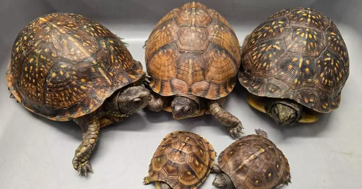 Hong Kong Customs Seizes 10 Endangered Turtles Worth $100,000 at Airport