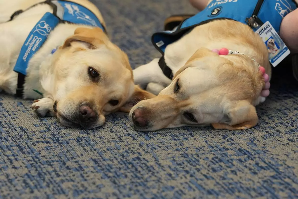 A pair of support canines, Golden Lab and retriever crosses named Polenta, left, and Norene, rest in the counselor's office of Evergreen High School Monday, Oct. 5 2026, in Evergreen, Colo. (AP Photo/David Zalubowski) CORRECTION: Norene, not Noreen