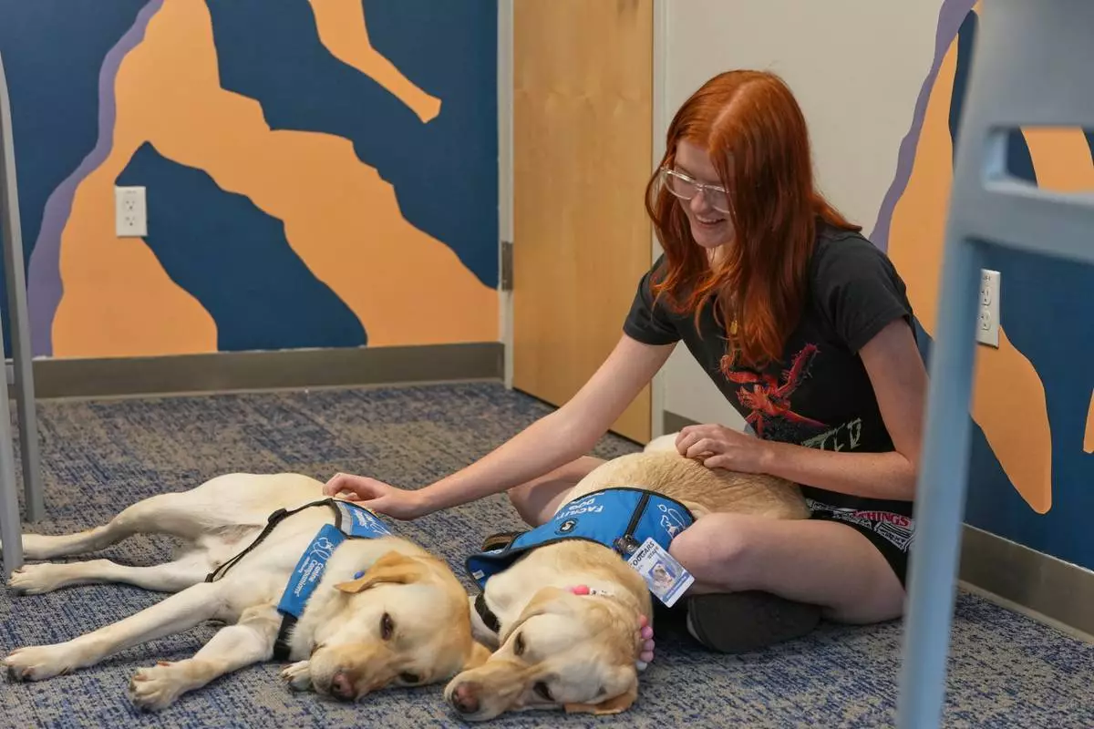 Maddie Cornwell, a senior at Evergreen High School, visits with a pair of support dogs named Polenta, left, and Norene at the school Monday, Oct. 5, 2026, in Evergreen, Colo. (AP Photo/David Zalubowski) CORRECTION: Norene, not Noreen