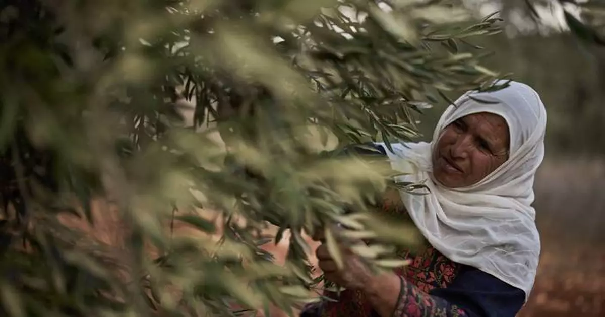 Photos show a Palestinian woman’s olive harvest interrupted by approaching Israeli settlers