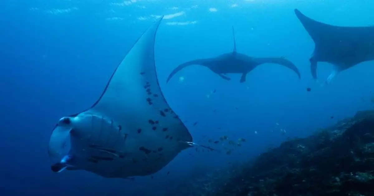 Fundraising to protect oceans, forests and other key nature sites falling short ahead of UN summit