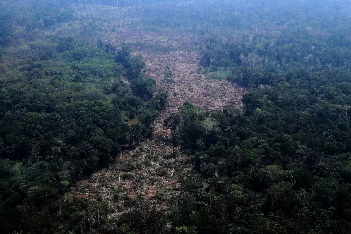 FILE - Trees lie in a deforested area of the Amazon rainforest in the municipality of Autazes, Amazonas state, Brazil, Oct. 15, 2026. (AP Photo/Edmar Barros, File)