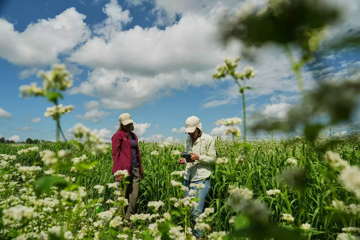 Katherine Beeson, left, and Ana Roldan take ambient light measurements as part of buckwheat research Wednesday, Aug. 19, 2026, at a Cornell University research farm in Aurora, N.Y. (AP Photo/Joshua A. Bickel)