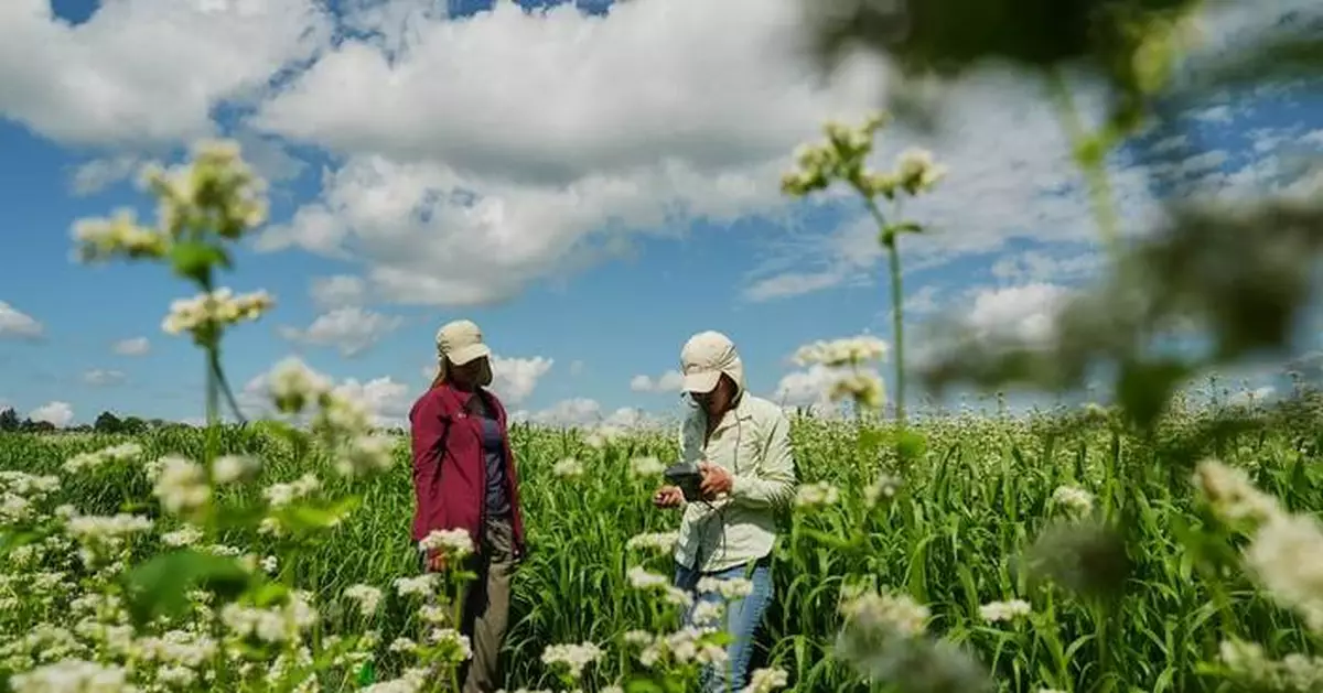 Buckwheat growers hope new markets can help it reach more tables