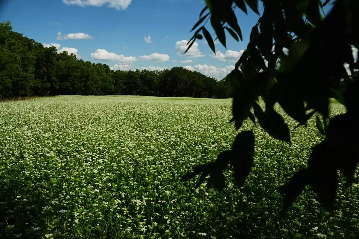 Buckwheat grows in a field Tuesday, Aug. 18, 2026, in Penn Yan, N.Y. (AP Photo/Joshua A. Bickel)