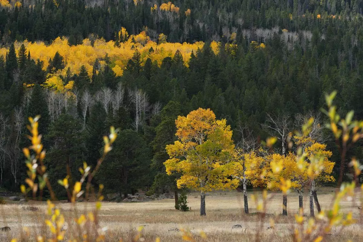 Aspen trees turn color in Rocky Mountain National Park Monday, Oct. 12, 2026, near Estes Park, Colo. (AP Photo/David Zalubowski)
