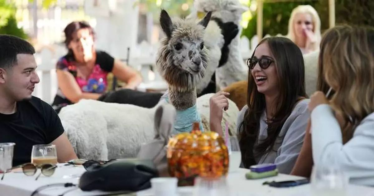 Not your everyday coffee in a Serbia cafe. Enjoy it in the company of alpacas