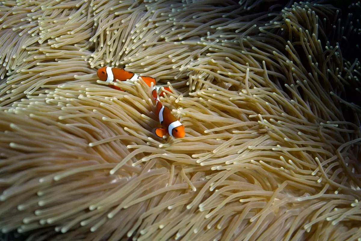 FILE - Two clownfish swim in an anemone on Moore Reef in Gunggandji Sea Country off the coast of Queensland in eastern Australia on Nov. 13, 2022. (AP Photo/Sam McNeil, File)