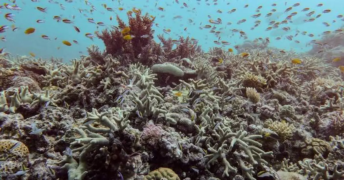 Almost all coral reef ecosystems face risk of collapse in 50 years, study warns