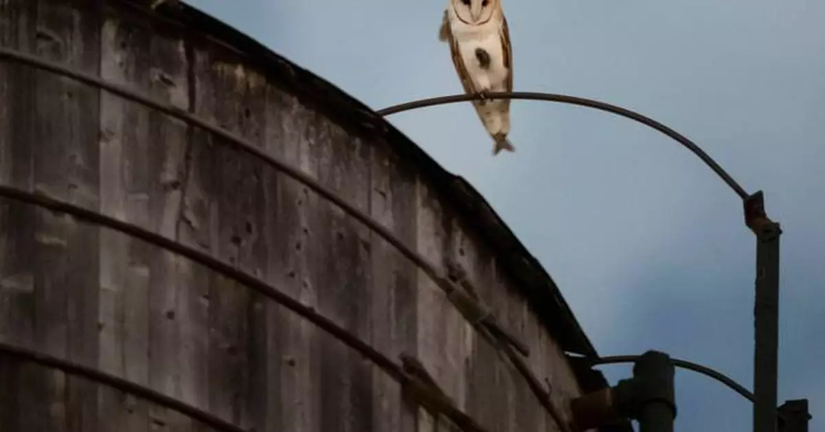A rare family of barn owls moved into Manhattan's Upper West Side. New Yorkers are captivated