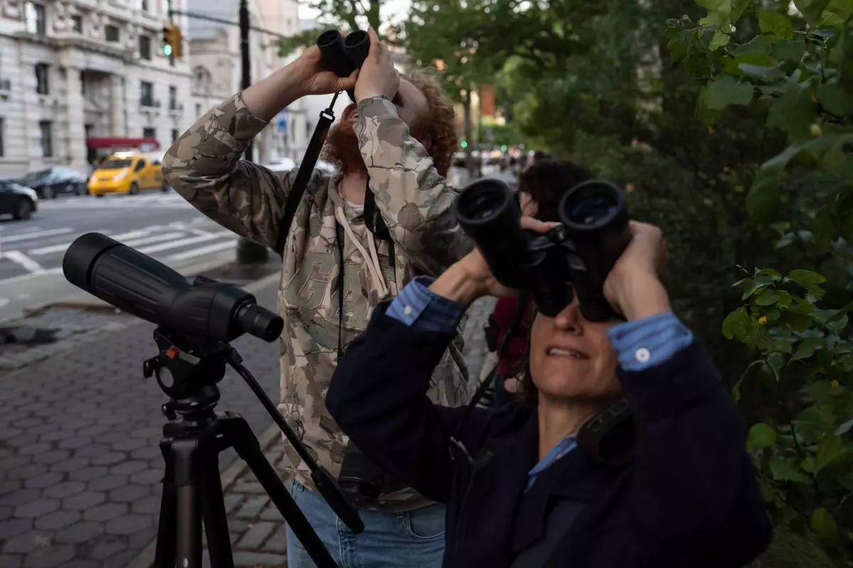 People look at American Barn Owls sit perched on a water tower on the Upper West Side neighborhood, Tuesday, Oct. 13, 2026, in New York. (AP Photo/Yuki Iwamura)