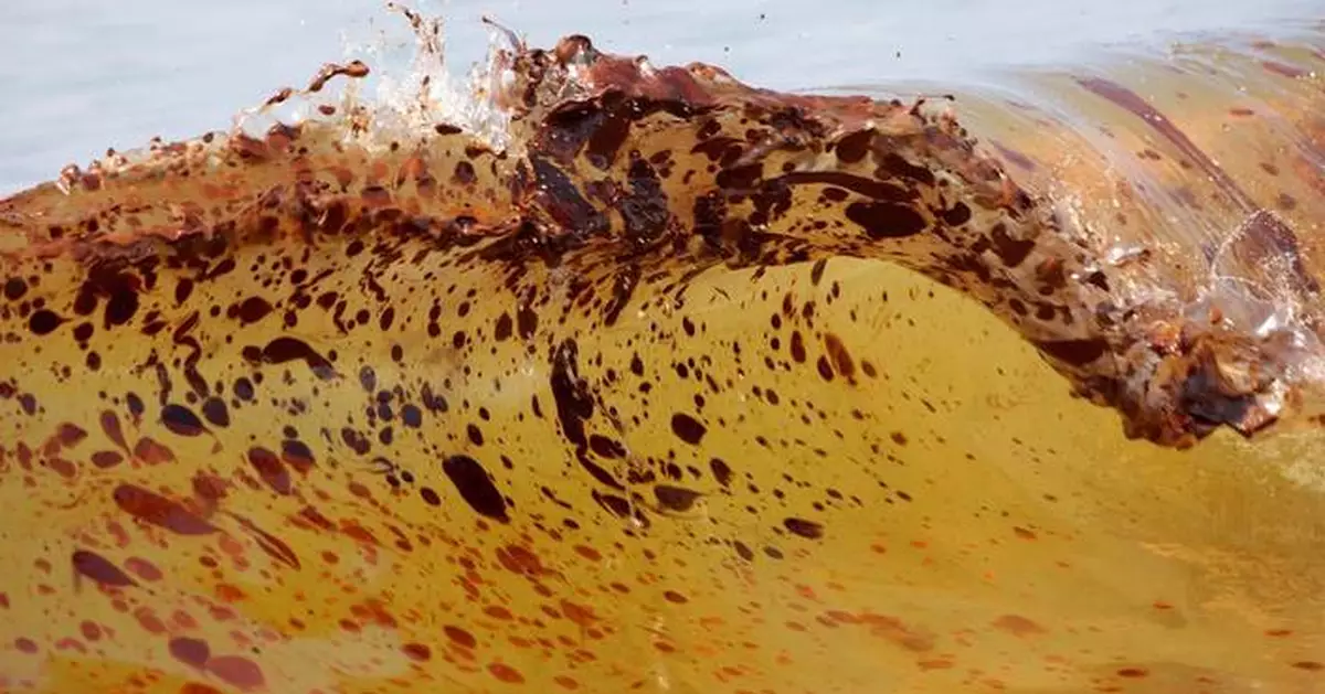 Marine life dramatically declined in Gulf of Mexico in years after BP oil spill, study finds