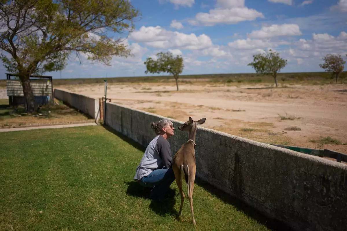 Laura Allen visits with a deer that regularly visits her home on her ranch, Friday, Sept. 25, 2026, in Comstock, Texas. (AP Photo/John Locher)
