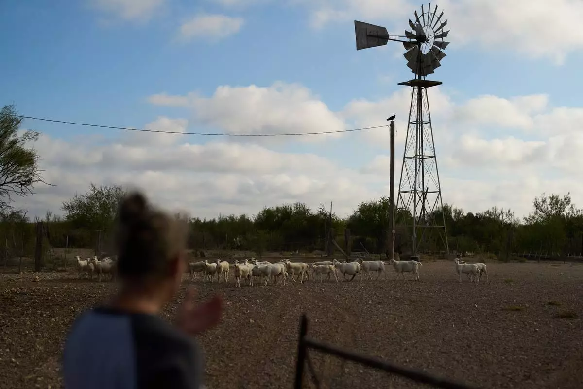 Laura Allen watches sheep on her ranch in an area where the government intends to place a vehicle barrier, Friday, Sept. 25, 2026, in Comstock, Texas. (AP Photo/John Locher)