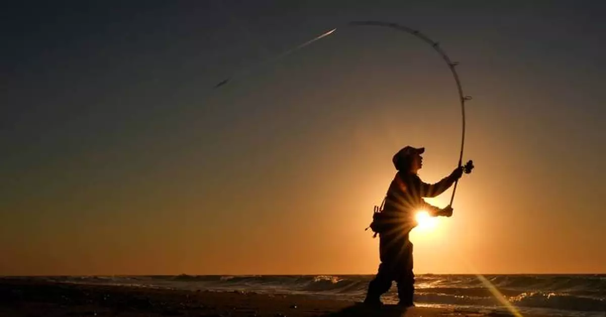 For many, striped bass fishing is a way of life. But the iconic species could face collapse