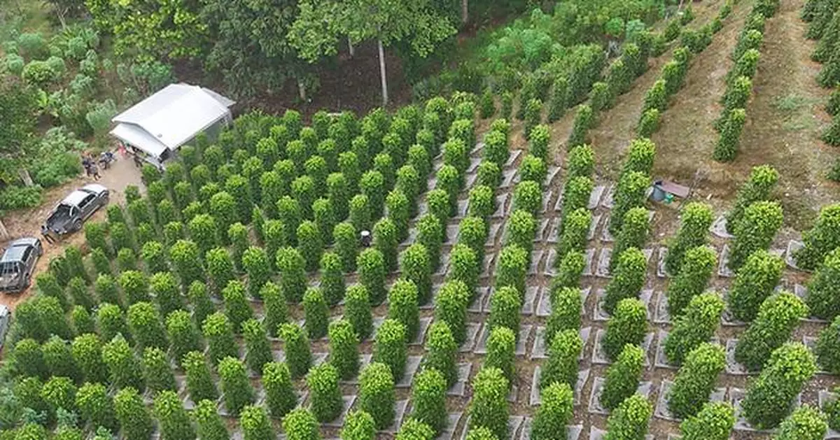 GI-Certified Sarawak Pepper Positioned for Greater Global Recognition